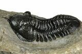 Morocconites Trilobite With Hollardops - Ofaten, Morocco #352632-5
